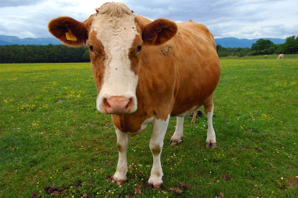 3 Reasons to Drink Raw Milk (& 1 Reason Not To!) — Utah Natural Meat